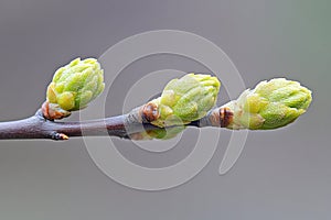 A close-up of a tree bud in spring, fresh and detailed, natural setting. photo