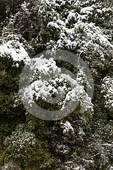 Close up of a tree covered with snow