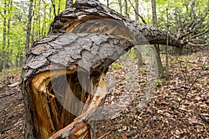 Close up of Tree Cracked from Center