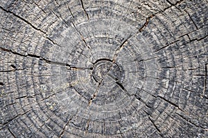 Close up of a tree cut stemp.