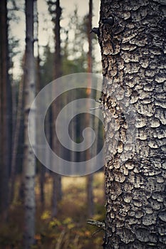 Close up on a tree in the evening forest
