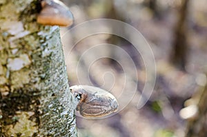Close-up of tree fungus growing on birch in soft forest daylight. photo