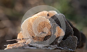 Close-up of a tree fungus with many pores, photographed from below. The mushroom is dry. The sun shines from behind