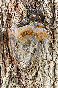 Mushroom Tinder fungus on birch tree. photo