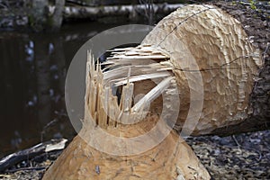 Close-up of tree gnawed by the beaver, the beaver teeth marks on a tree trunks, low DOF