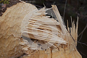 Close-up of tree gnawed by the beaver, the beaver teeth marks on a tree trunks, low DOF