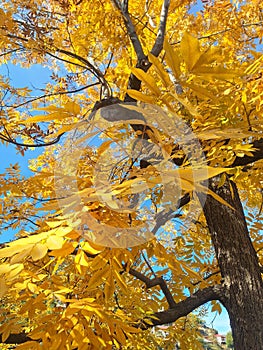 Close up tree with golden leaves