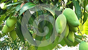 Close up tree with green mango fruit in the garden.