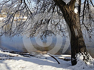 Tree with its branches and twigs covered with ice and snow by the pond