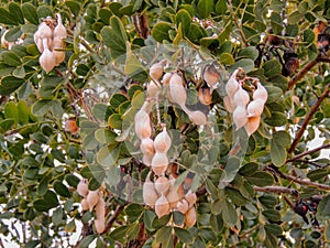 Close up of the tree known in the U.S./Mexico borderlands as desert ironwood or palo fierro Olneya tesota It is one of many wood photo