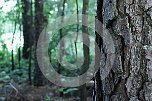 A close-up of a tree with large bark with a small forest area in the background