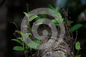 Close up of tree log with young growth, fragile verdure shoots