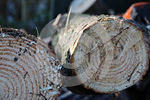 Tree Logs and Machinery