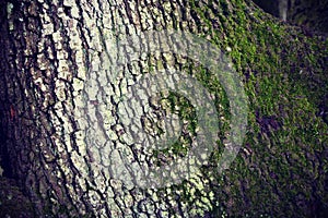 Close up of tree with moss background