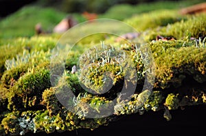 Close up of tree moss