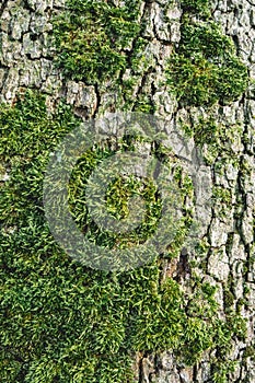 Close up from a tree with moss. Nature background