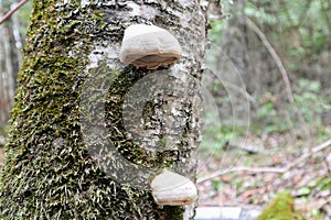 Close up of tree mushrooms on the trunk. Forest in the background