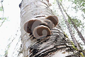 Close up of tree mushrooms on the trunk. Forest in the background