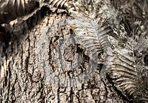 Close up of a tree with parasite attached. Embossed texture of the brown bark.Tree bark texture. Seamless bark tree texture.