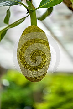 Close-up of tree pineapple fruit bearing fruit on jackfruit tree
