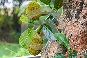 Close-up of tree pineapple fruit bearing fruit on jackfruit tree