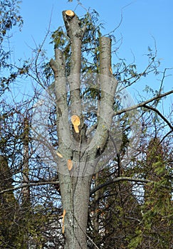 Tree pruning. Cutting tree branches.