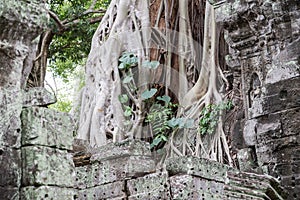 Close up of tree roots covering ancient ruins of a Siem Reap temple