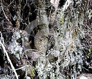 Close up of tree roots with ground and moss