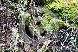 Close up of tree roots with ground and moss