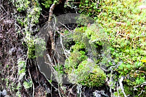 Close up of tree roots with ground and moss