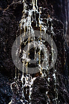 Close up of tree sap sliding over the rugged bark of a pine tree, California; shallow depth of field