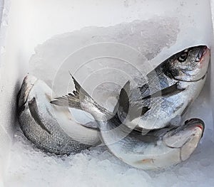 Close up of tree sea bream fish sparus aurata on ice for sale