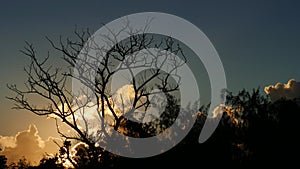 Close up of tree silhouette and beautiful clouds at sunset