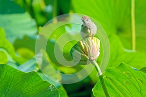 Sparrow and lotus seedpod