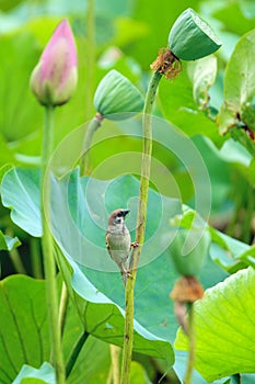 Sparrow and lotus seedpod