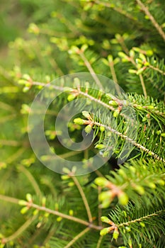 Close up tree spring new shoots. Green macro background with renewal tree in selective focus