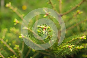 Close up tree spring new shoots. Green macro background with renewal tree in selective focus