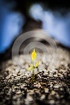 Close up tree sprouting new branch