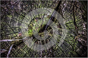 A close up of a tree stump