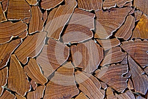 Close up of tree stumps background.