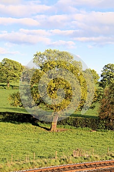 A close up of a Tree