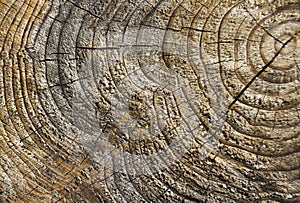 Close up of tree trunk