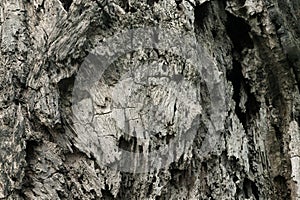 Close up of tree trunk background, texture of dark bark wood with old natural pattern for design art work