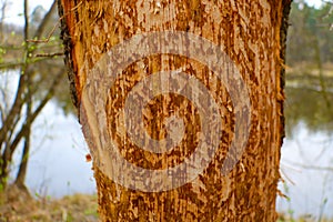 Close-up of a tree trunk without bark. Beavers destroy the tree