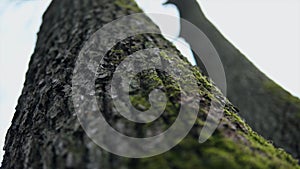 Close-up of tree trunk, bark of old tall trees in forest covered with green moss