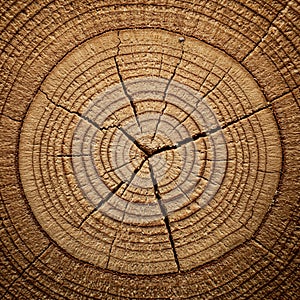 Close-up of a tree trunk cross-section displaying growth rings. The circular pattern