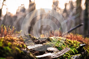 Close up of a tree trunk in the forest