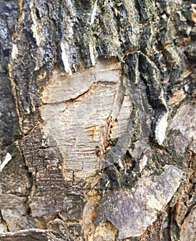 close-up of tree trunk foundation