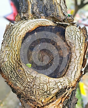 close-up of tree trunk foundation part 2