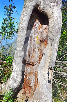 Close up of tree trunk hole